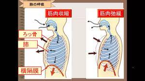 ③呼吸・肺のつくり - YouTube